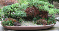 Japanese garden juniper